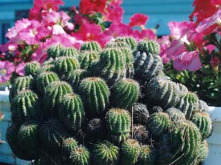 cacti.jpg (28739 bytes)