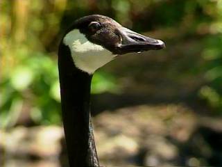 Goose.jpg (9805 bytes)