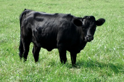 Cow2