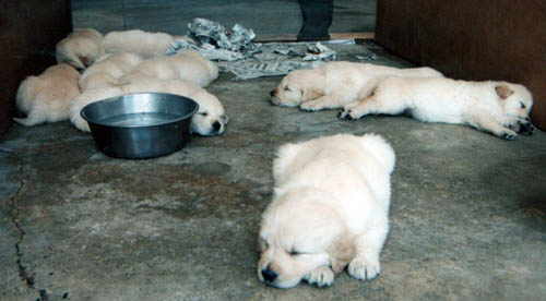 Baby Tara 4 Weeks