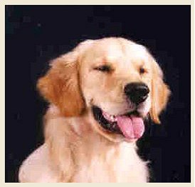 The Golden Retriever WebRing