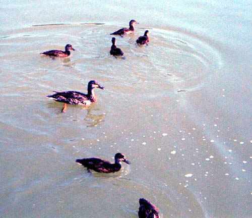 DUCKS!!!