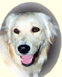 A Golden Smile