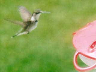 humingbird.jpg (16928 bytes)