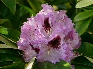 PurpleFlower.jpg (14288 bytes)