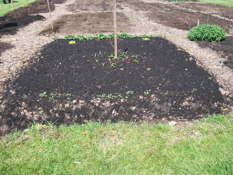 WRCU2's Garden Plot With Compost On Top WRCU2's Plot JPG IMAGE