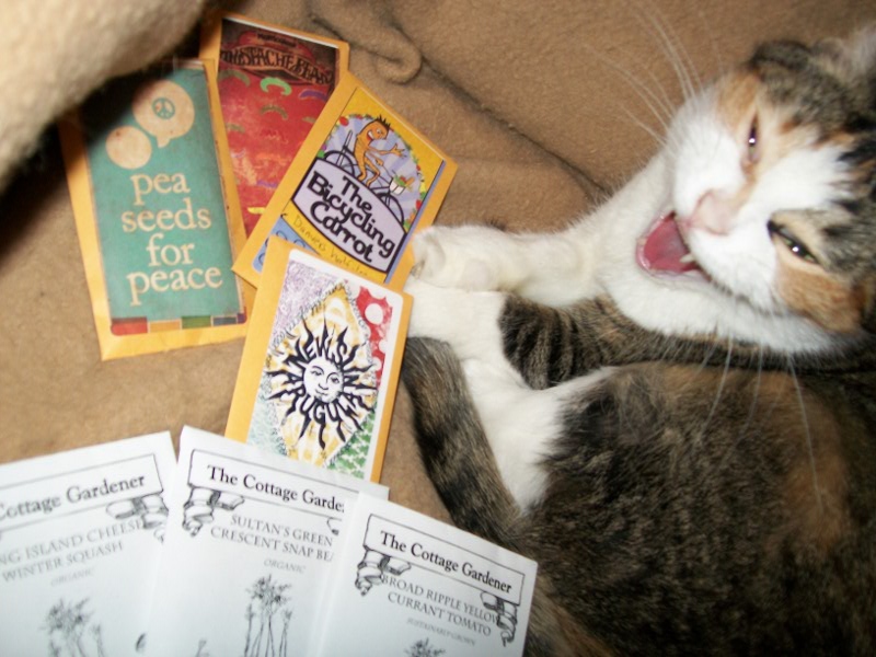 Cinnamon the Cat JPG IMAGE