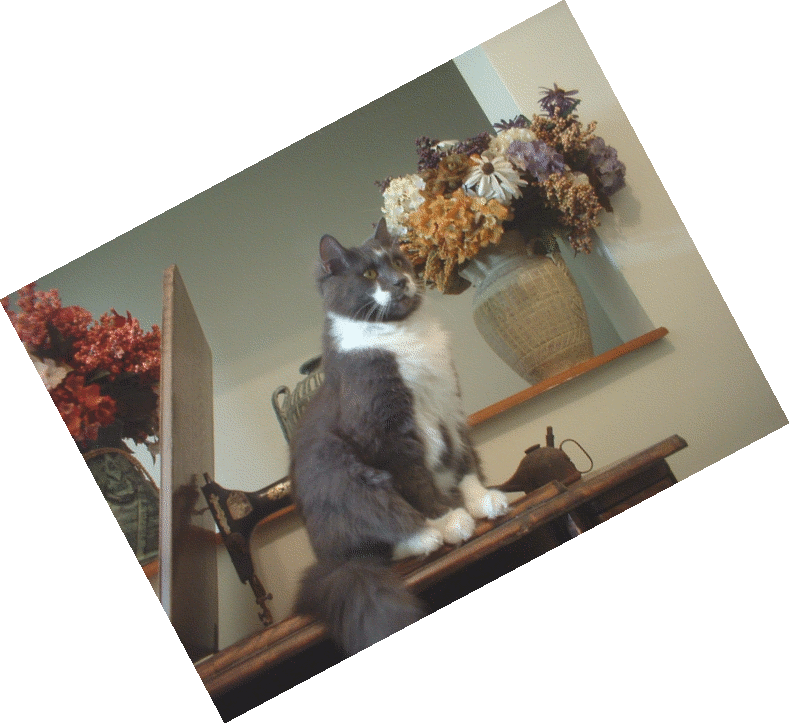 Barley the Cat JPG IMAGE