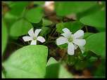 Some Real Shamrocks
