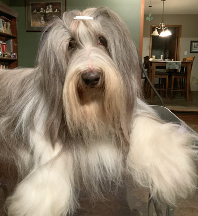 10 year old Rhys on the grooming table