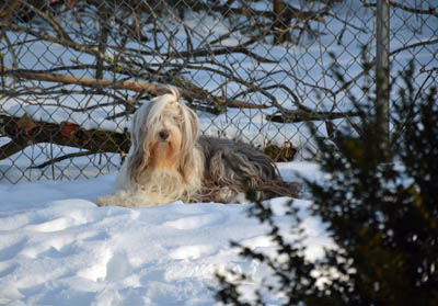 Tegan in the snow among the trees