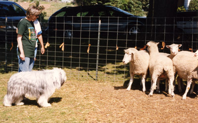 An ewe facing at Baillie and stomping her foot. The handler neeeds to ensure the novice dog is kept safe.