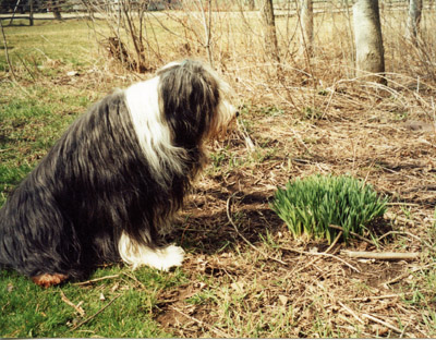 Boomer checking the emerging daffodils at the edge of the woods.
