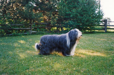 Boomer is standing in the front garden of the new proprty we moved to. He thinks it is his park.