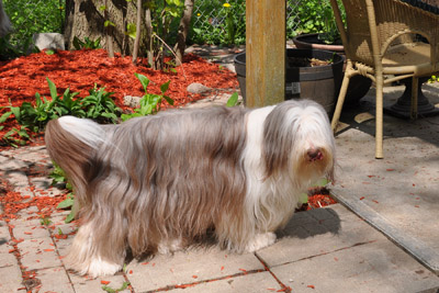 Briana is now 7 years old. She is enjoying a summy day in the patio in the back garden