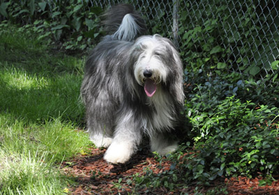 Casey playing in the garden .