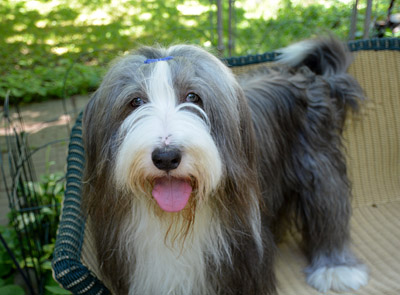 Casey in the garden during the nice summer weather.