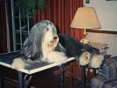 Megan enjoyed being on the grooming table