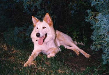 Pupper, lying under the tree for shade in the summer.