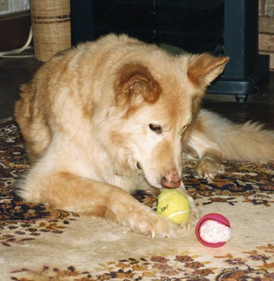 Pupper is lying on the carpet in the family room, ready to take of the two tennis balls before him.