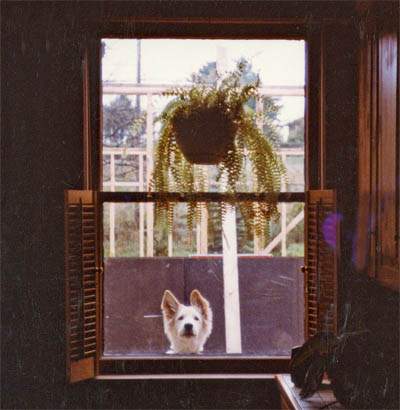 At 5 months old he did not want to be outside while the humans were indoors. He is peering through the window in the kitchen door.