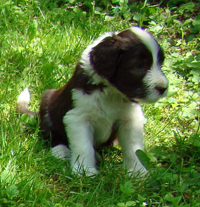 Rhys - 5 weeks old and outside for the first time.