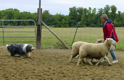 Robbie calmly moving the sheep