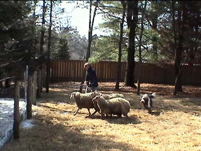 Rbbie moving ino position to move the sheep towards his shepherd (mommy).