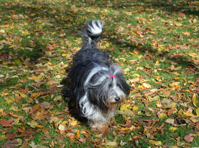 It is October 2015 and Skye loves playing in the fallen leaves.