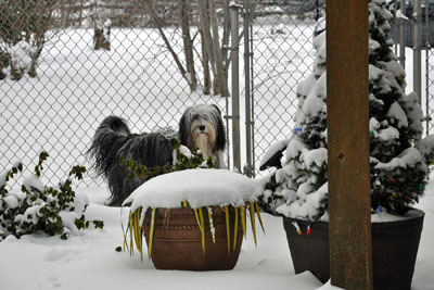 Another winter has come and Skye is out checking the back garden.