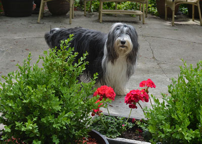 Skyeenjoying the flowers of June.