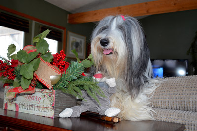 Skye leaning over the back of the sofa to admire the Christmas decorations, along with her toy
