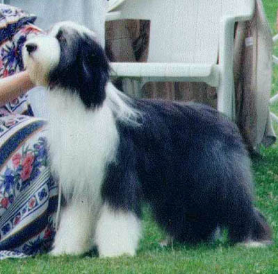 Summer at a dog show as a puppy