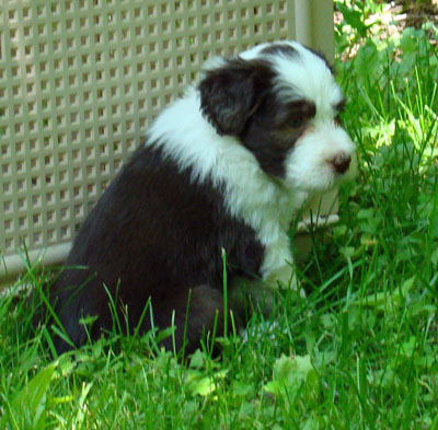 Tegan at 5 weeks old