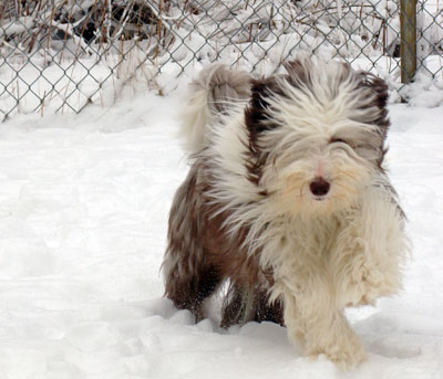 Tegan, 9 months old, running in the snow.