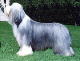 a black puppy who is greying to a pale grey at 18 months.