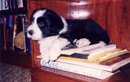 a black beardie puppy