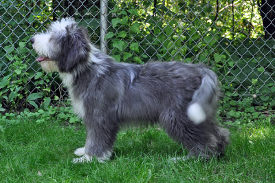 Casey at five months old practicing to be a show dog.