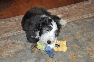 Casey, at 10 weeks old, shortly after rriving from Germany.