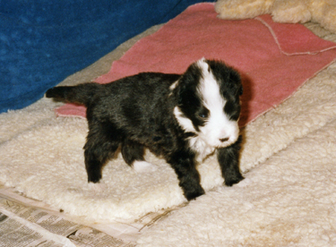 Kari at four weeks old