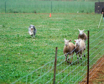 A young beardie is going after shhep to return tham to the handler.