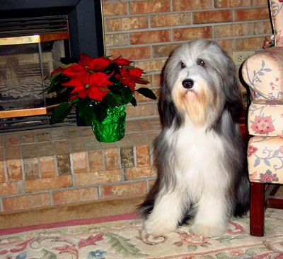 1 year old Kyla posing with the pointsetta.