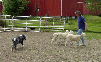 Kyla at her herdng instinct test calmly moving the sheep around the pen.