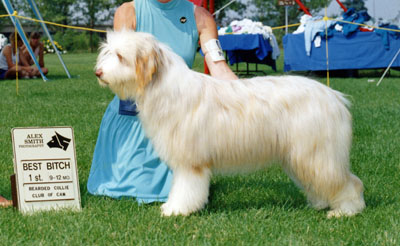 9 month old Meggie in a show photo after winning first in her class at her first BCCC Specialty.