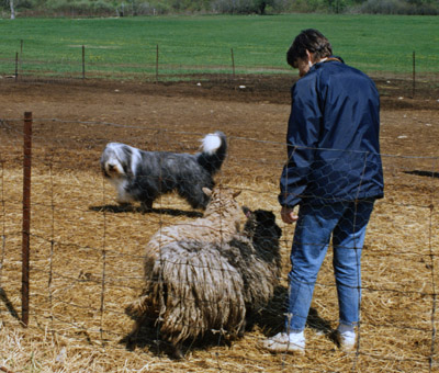 Robbie holding a sheep to mom.