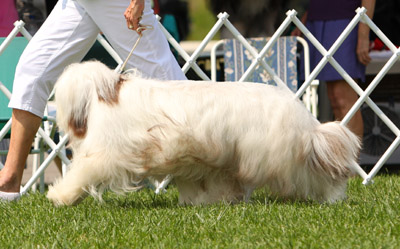 Tegan moving in the ring at her first dog show