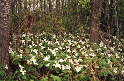 Trillium in the shady woods.