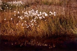 Arctic Cotton.