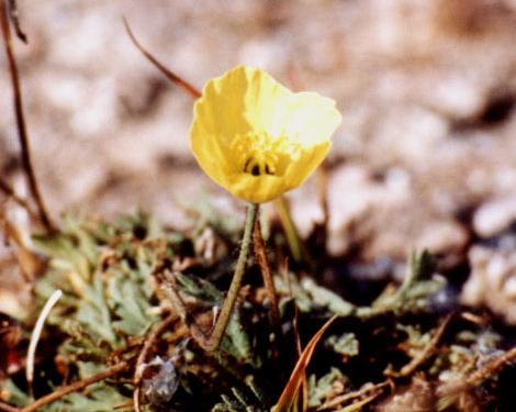 Arctic Poppy