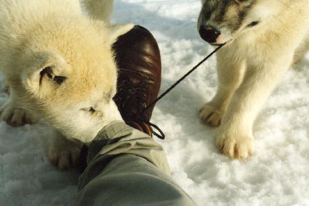 Puppies!